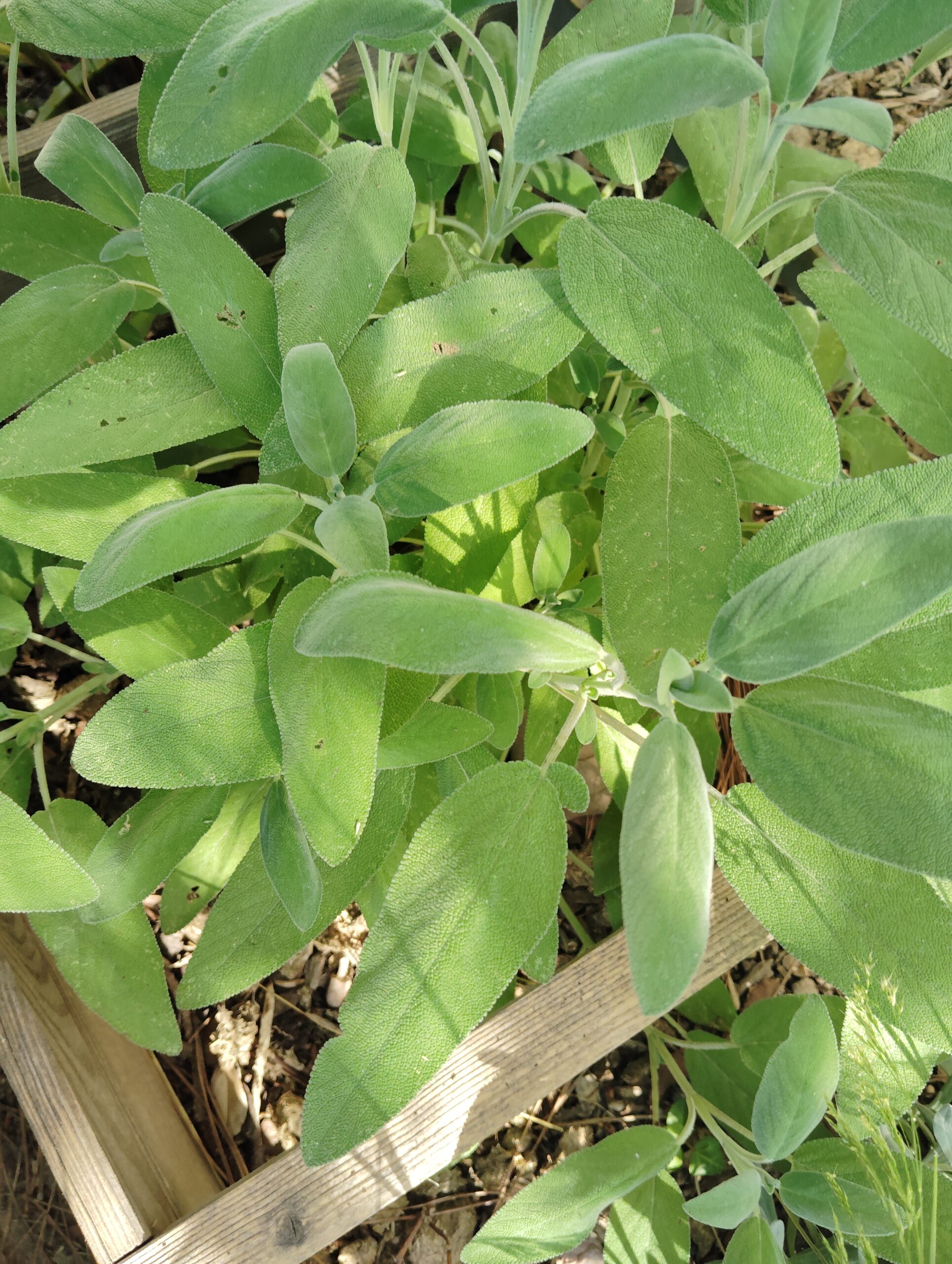 Ici on sème : menthe