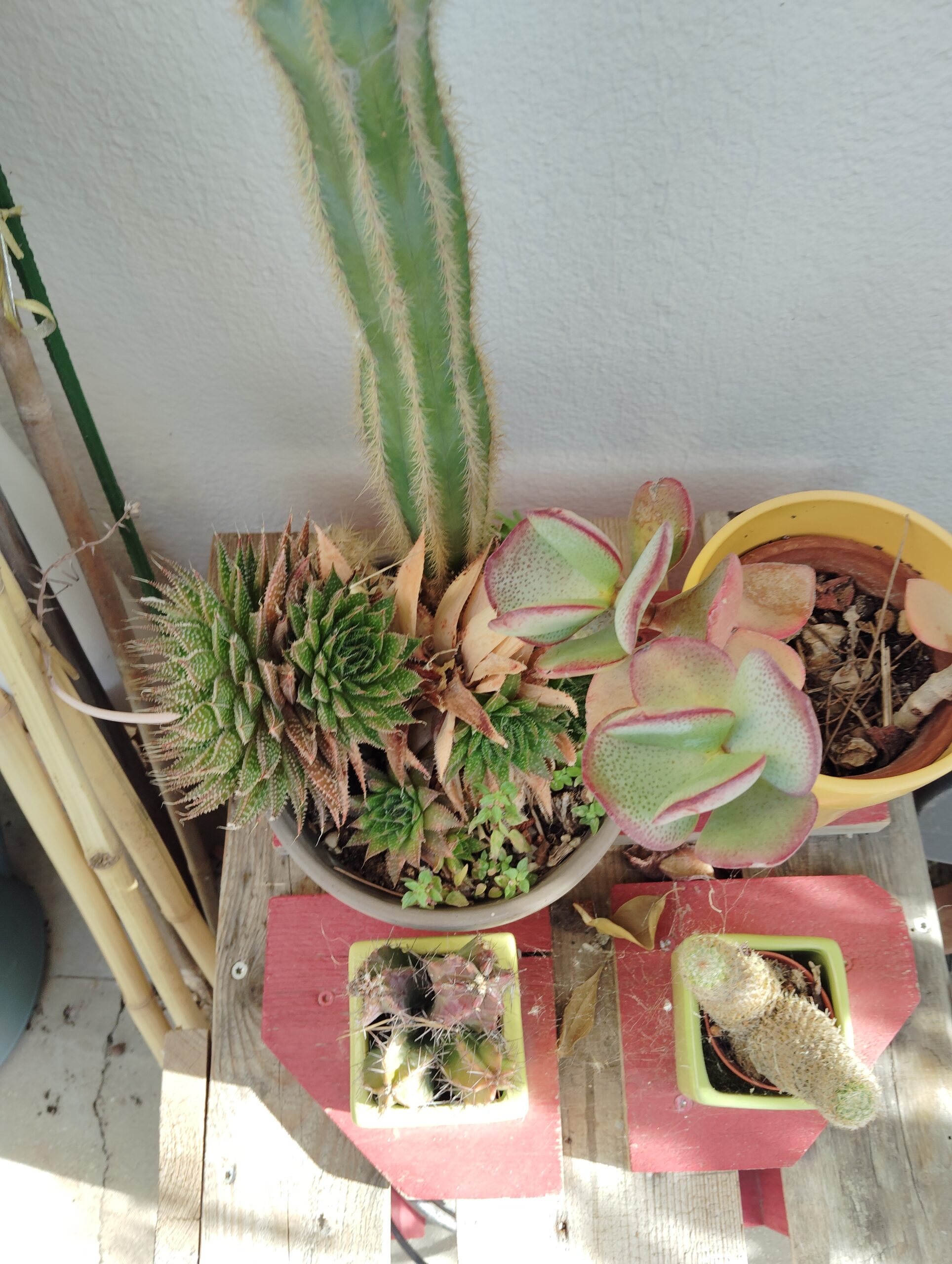 Ici on sème : armatocereus