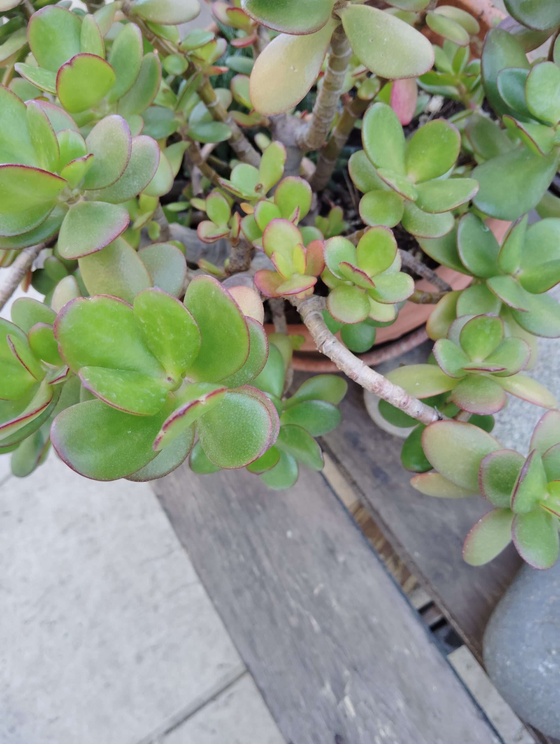 Ici on sème : arbre de jade