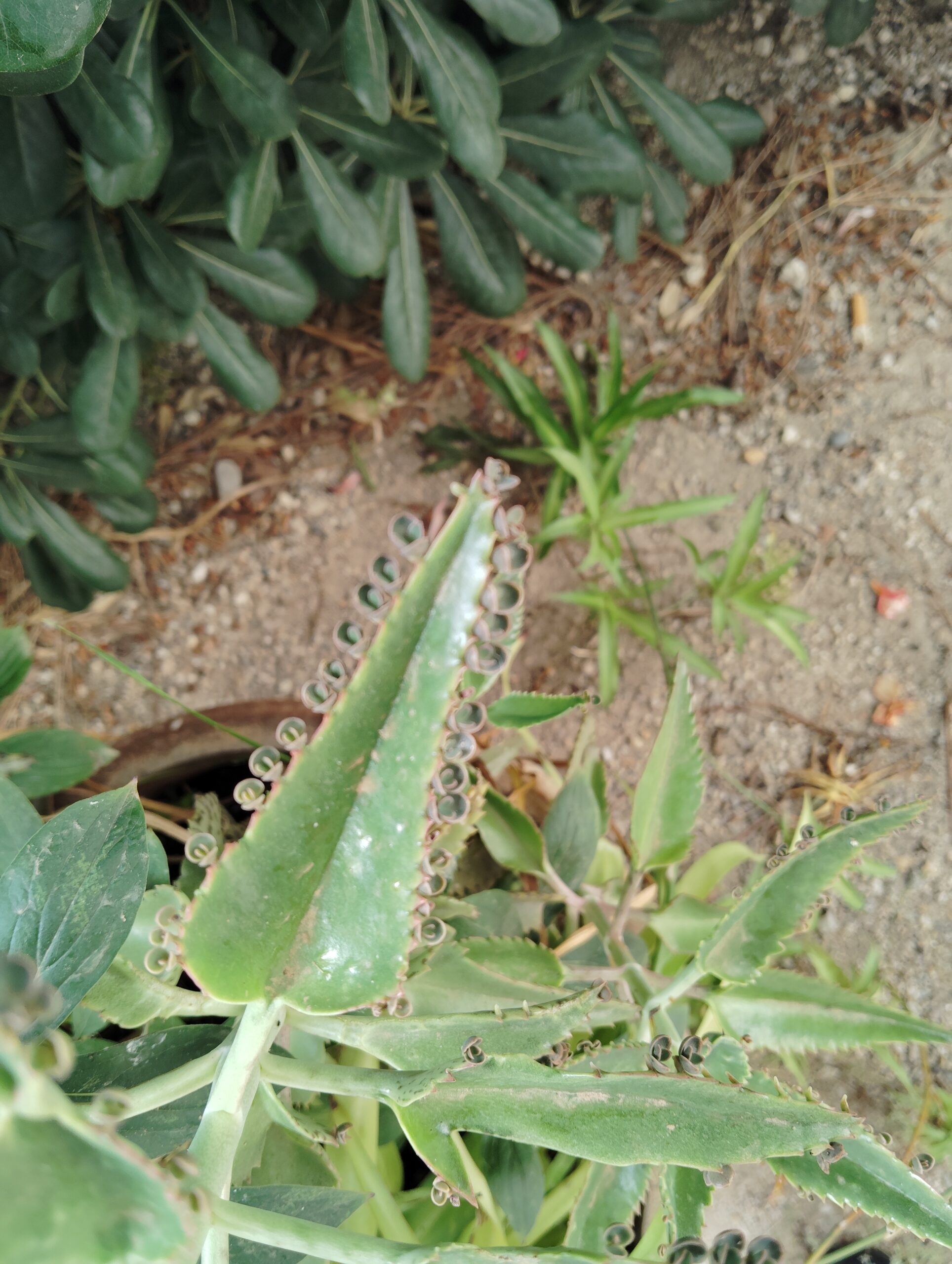 Ici on sème : Kalanchoe