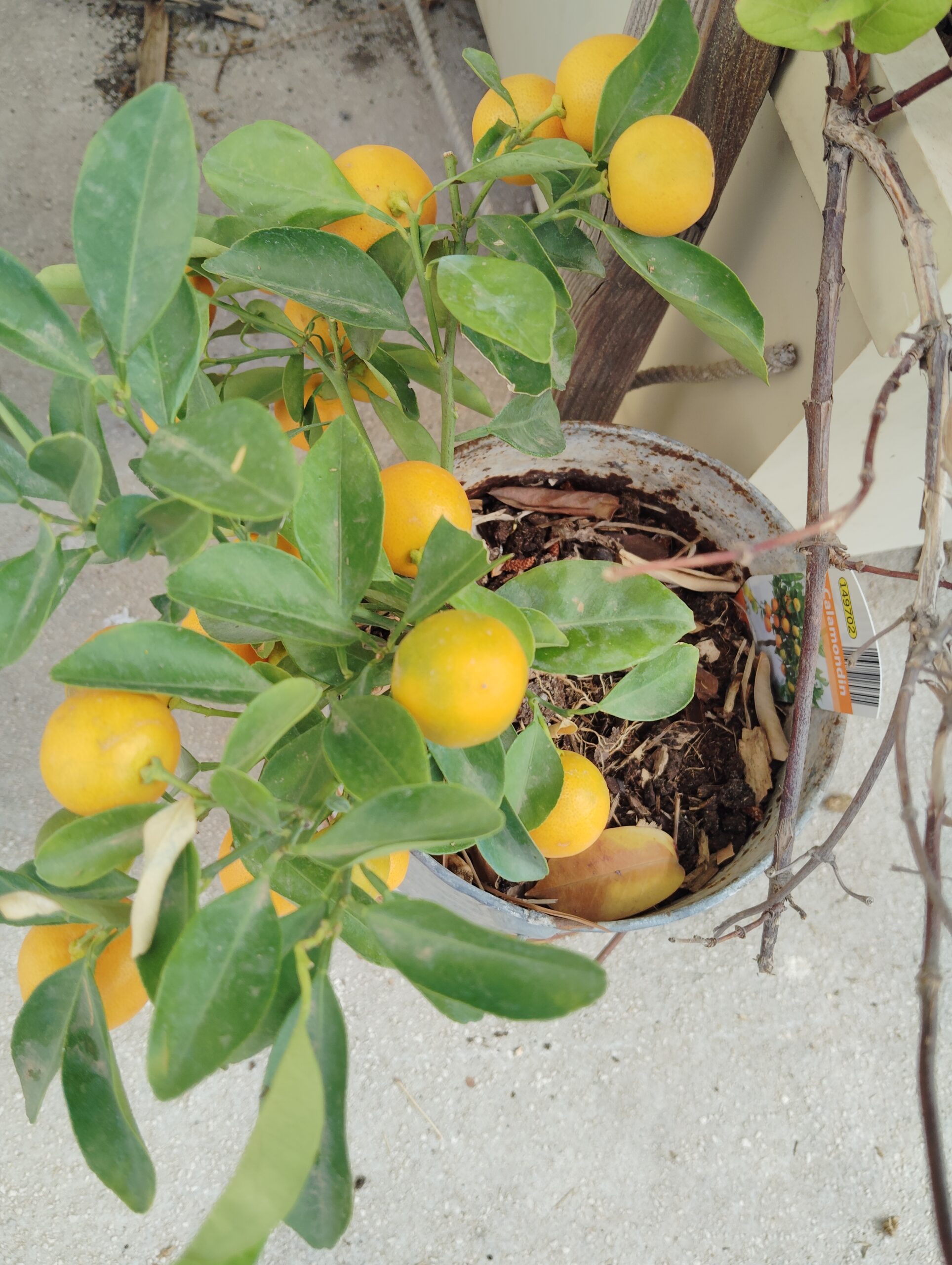 Ici on sème : calamondain