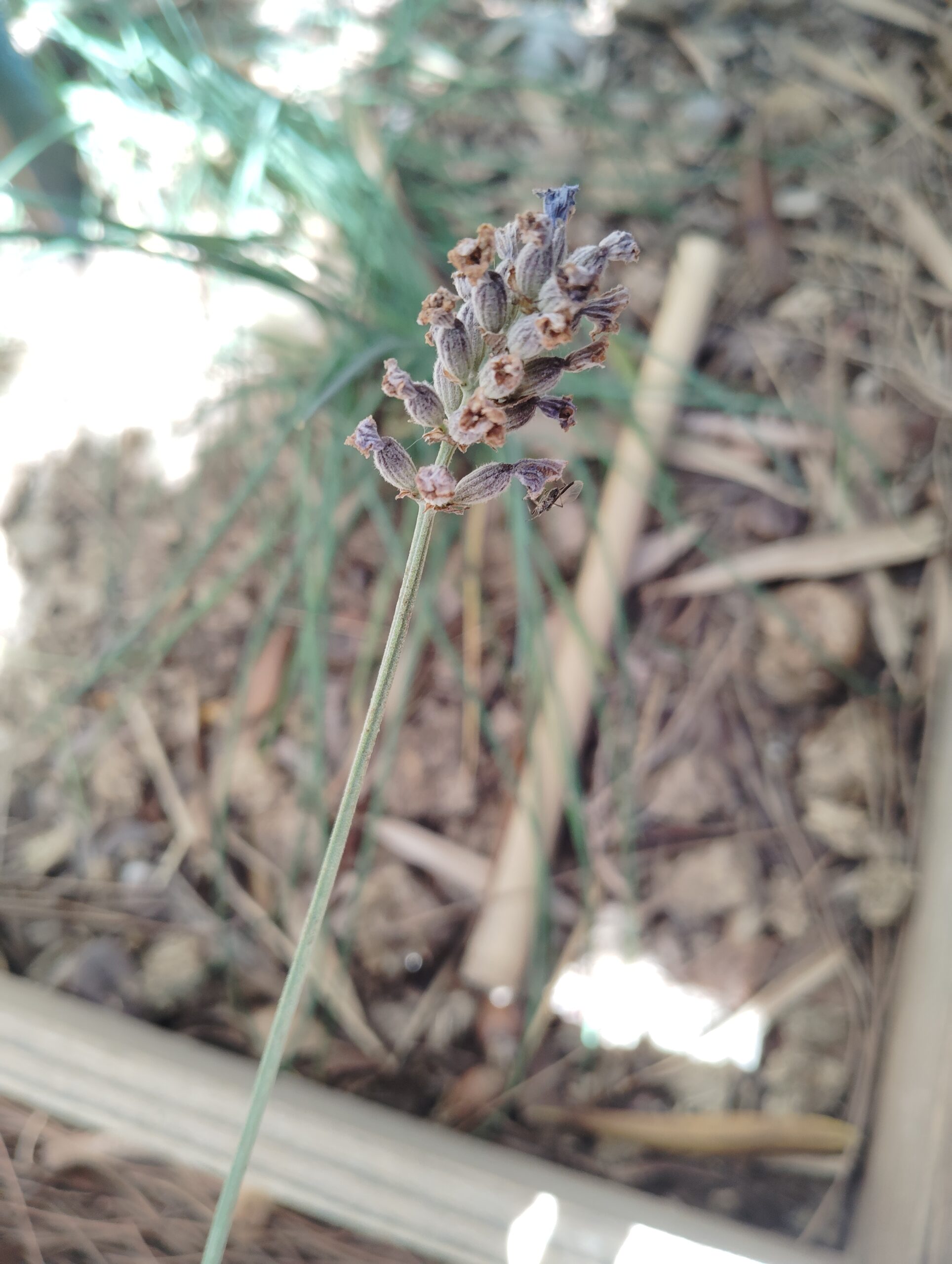 Ici on sème : Sauge officinale